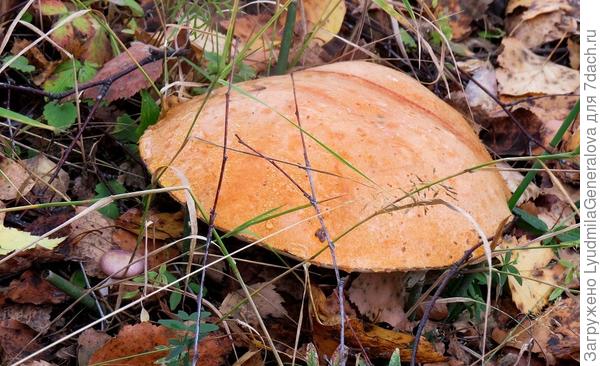 Подосиновику у земли теплее, и шляпа выросла размером с блюдце.