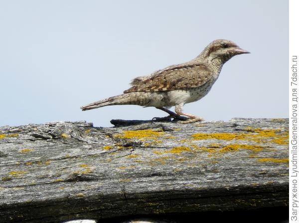 Один из подросших птенцов. Некоторые попали в объектив.