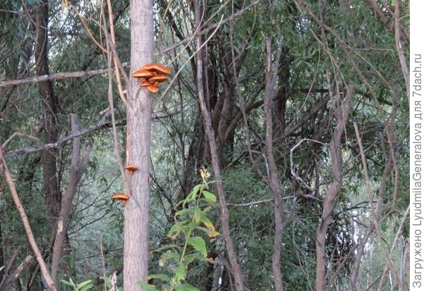 Старый, вымокший лес, через который и пройти сложно, когда-нибудь грибы его"уложат" на землю.