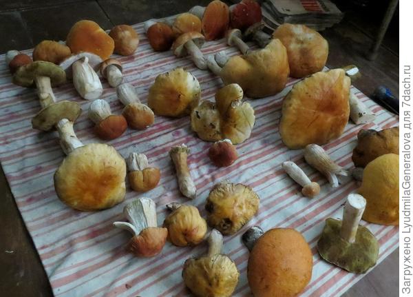 Первые числа сентября, и опять на грибы попали. Повезло!