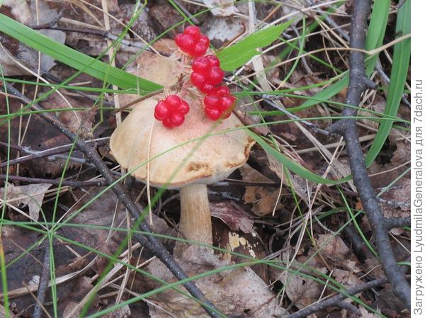 Бросила веточку костяники на грибочек и &amp;quot;остановила мгновение&amp;quot;. Вдруг пригодится эта картинка. Вот в фотомарафон попала.