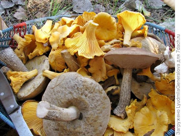 Лисичек насобирали