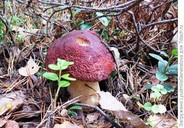 Молодой боровичок коренастый, крепкий, самый любимый.