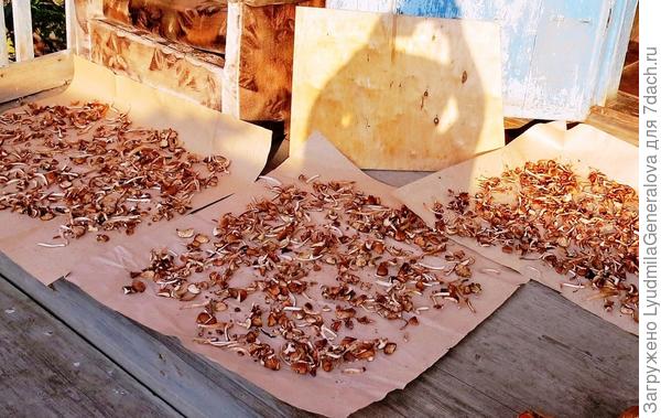 На толстых бумажных листах хорошо подвяливаются. Бумага нагревается на солнце и не забирает у них влагу. Раньше сушила опята вместе с ножками (фото старое) а последние два года только шляпки. А ножки на икру. Если только совсем молоденькие и толстоножки, то можно в сушку или посолить. А так - всё на грибную икру.