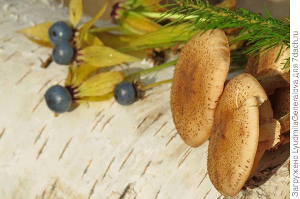 Осенние опята и растение вороний глаз.