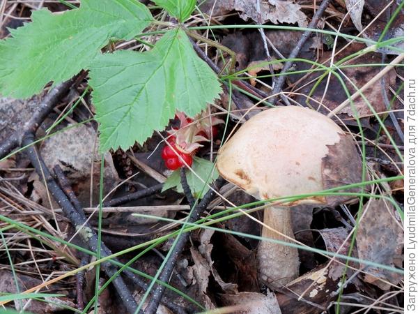 Получается всё спонтанно. Увидела грибок, рядом выглядывает спелая костяника. Хотела отправить сразу в рот, но передумала.