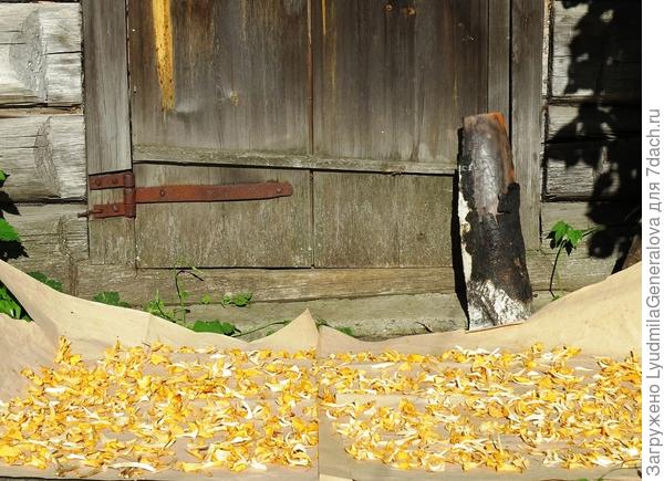 Лисичек насушили