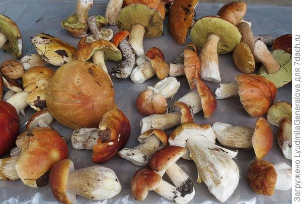 Последние числа августа. Беленькие пошли лавиной.