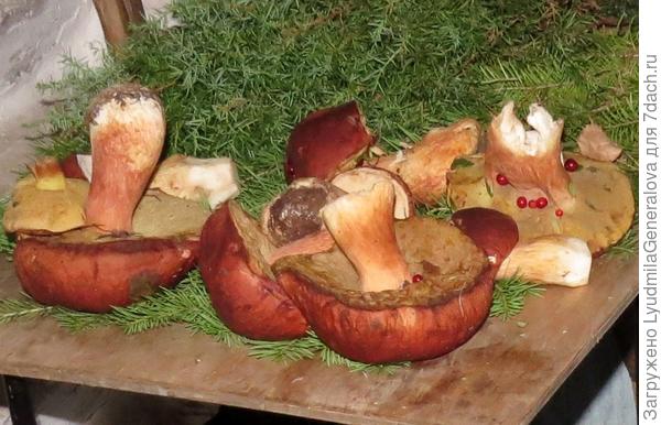 В тайге и сосновых лесах растут боровики с тёмно-бардовой шляпкой - крупной и мясистой.