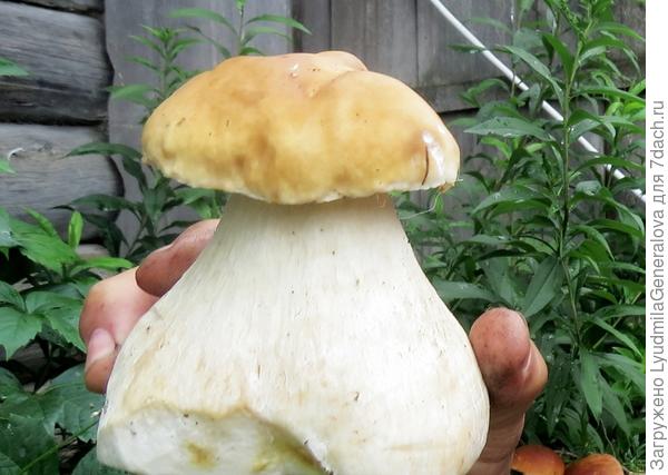 Вот это ножка! И это ещё молоденький грибок!