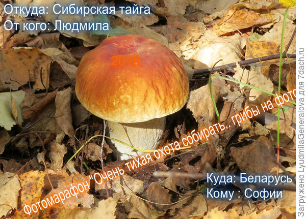 Лебедевой Софии:D:kiss: