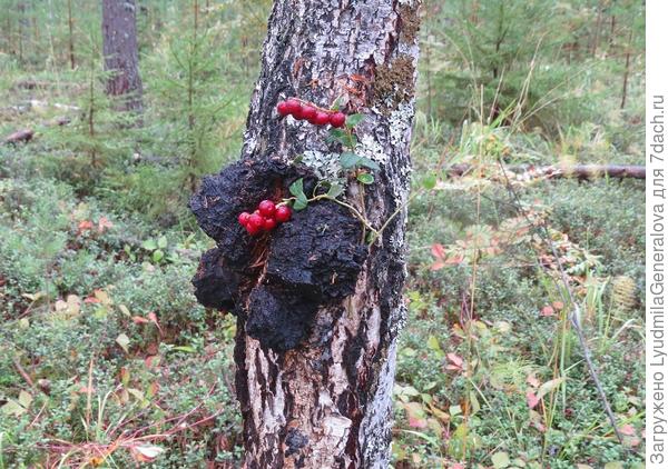 Эту небольшую берёзовую чагу я всё же смогла добыть.