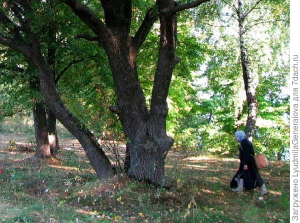 Бабушка Тома пошла по своим грибным местам. И вернётся с полным коробом белых!