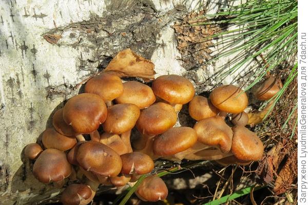 Греется на солнышке дружная семейка