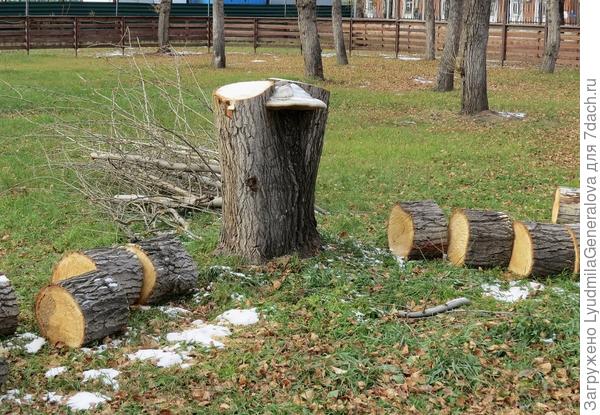 Не поднялась рука спилить. Оставили.:)