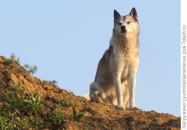 Он напоминает волка.