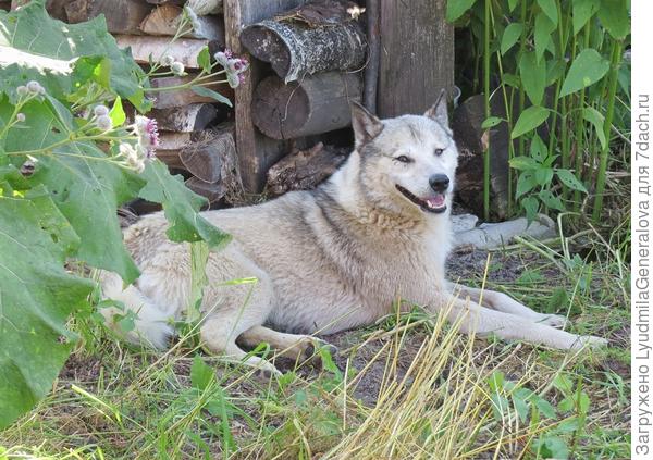 Мой шевалье. Боец! То хромает, по морда в крови, то глаз гноится, жутко подумать... Но заживает всё, как... на собаке.