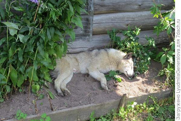 В качестве подушки он выбрал кустик водосбора. Единственный! Хорошо, что он уже отцвёл. Прогонять не стала, но высказала своё недовольство и обгородила &amp;quot;подушку&amp;quot; камушками. Сменил место отдыха.