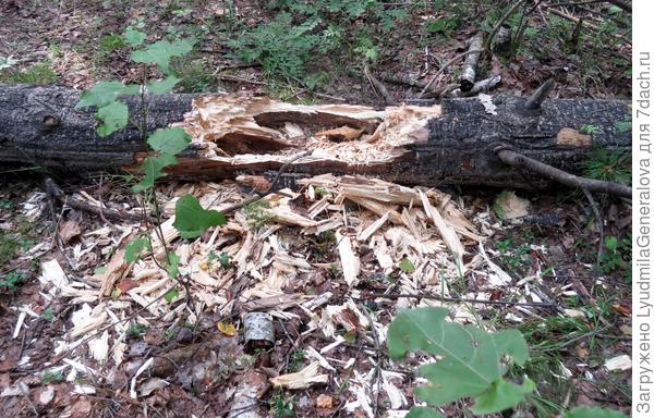 Кто здесь клад искал?