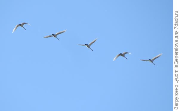 Лебеди полетели на юг. Ну где такое чудо в городе увидишь?