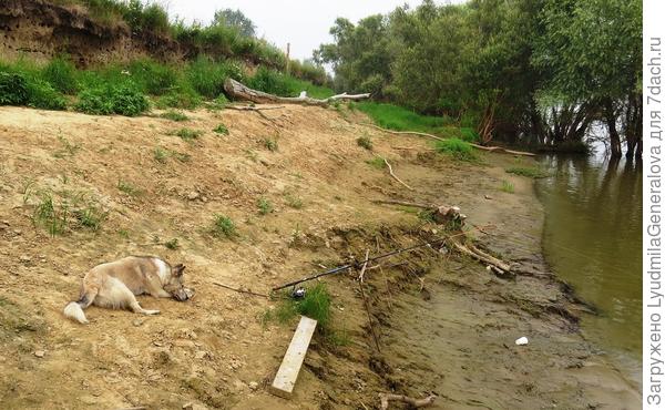 Собака дремлет...  Возле крючка  - тишина