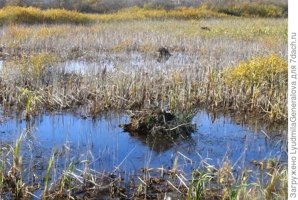 У вас на озере тоже их наверное полно. Вот строители!
