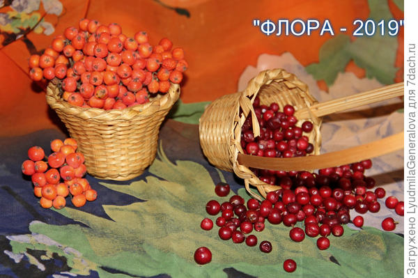 Миниатюрные корзинки с облепихой и брусникой тоже не остались без внимания. На двух метровом экране всё смотрелось очень даже ничего.