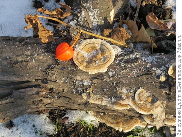 Я тоже недели две назад ездила укрывать виноград, смотрю на спиленных старых ветках грибы успели вырасти. Морозец. Может они в анабиозе, а может растут себе потихоньку.  Напоминание о лете.