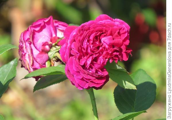 Правый край розы не полный. Это какой-то вредитель повредил бутон ещё до высадки в грунт. У меня и фото поврежденного бутона есть, хотела задать вопрос знатокам.