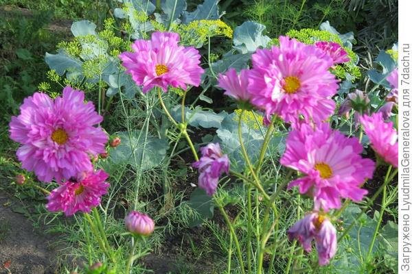 Вот тебе частичка лета - тепла и света.