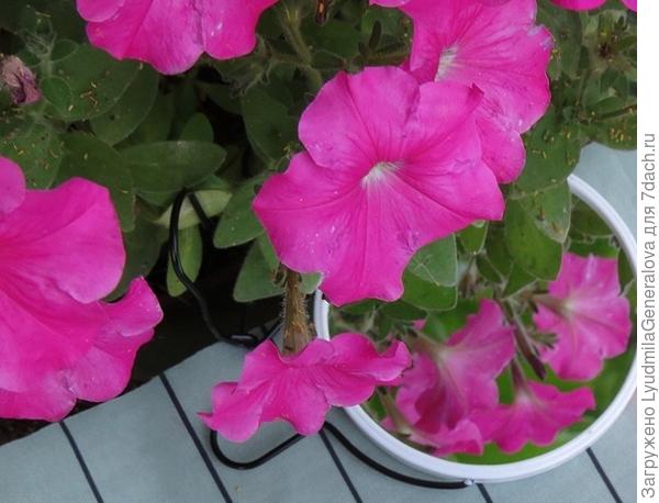 Здесь отражение петуний.