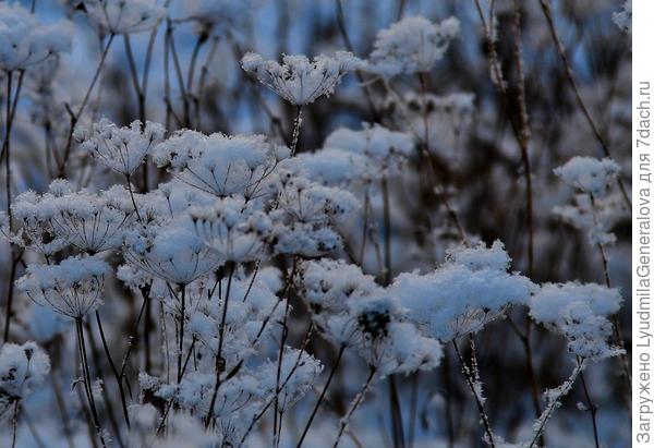 Голубые тени. Зимние цветы. Сколько в этих сумерках скрыто красоты.