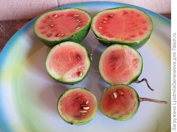 Вот такие "вымахали" лакомые кусочки. Я думала со стыда провалюсь. ..