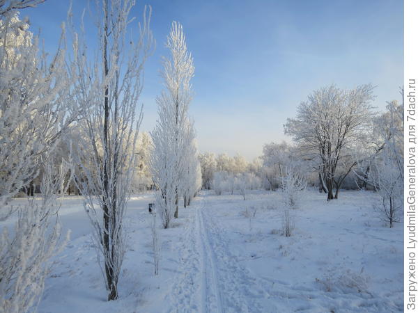 Но снега достаточно, чтобы пройтись на лыжах. Пирамидальные тополя - это наши лиственные кипарисы.