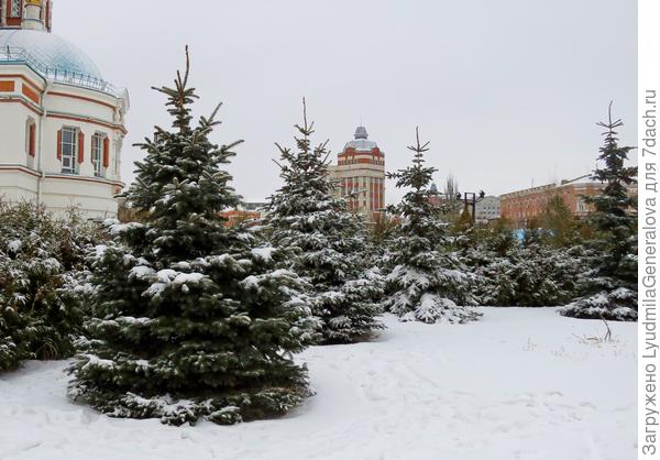 Иней осыпался. Снег остался только на хвойниках.