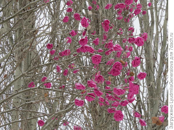 Зато морозоустойчивым розам хоть бы хны.