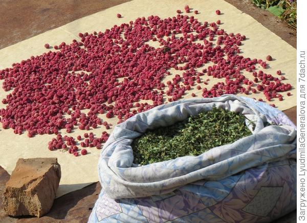 Иван-чая тоже сушу много. Подруги оценили этот чай.