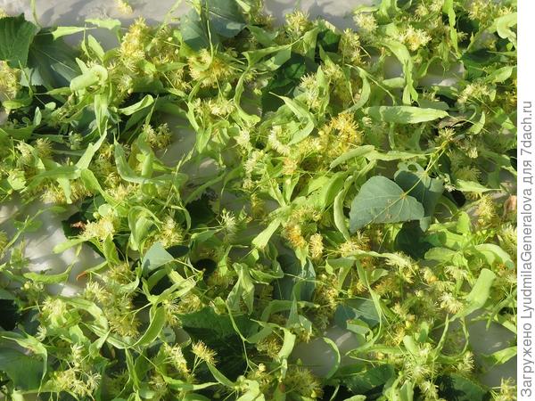 Липовый чай. Все травы для чая стараюсь собирать далеко за городом.