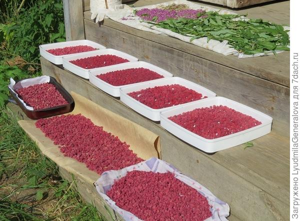 Малину подвяливаю (потом в сушилку) и досушиваю на свежем воздухе.  Ароматнаяяяя...