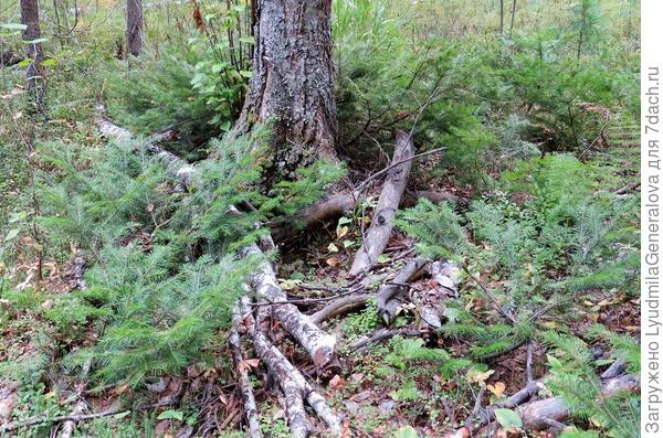Вот так оно выглядит. А есть кусты большие, но невысокие (ниже метра)с веерными ветками.