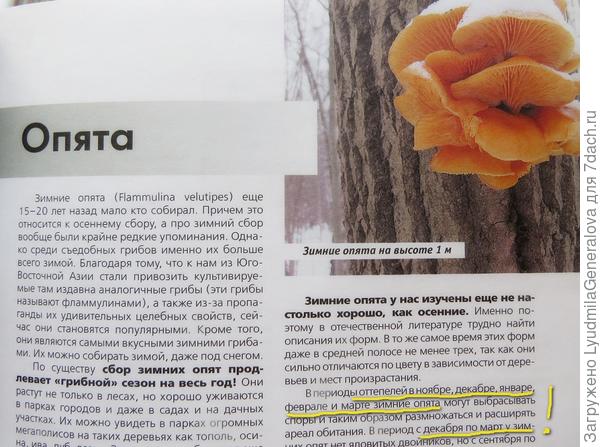 Зимние опята