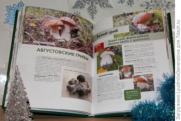 Страница из книги "Большая энциклопедия грибника"