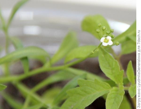 К &quot;дикарям&quot; в придачу Шаповаловы презентовали цветочек. На следующий день он зацвёл, а сегодня уже три цветочка. До ПМЖ ещё далековато, но от такой стремительной весны всего можно ожидать. Алиссум обещает летом порадовать огромным цветущим букетом.
