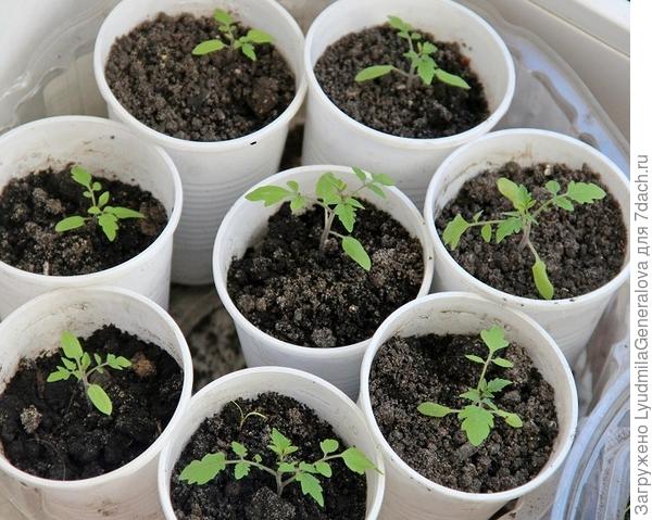 Буквально на днях съездила к омичу-семидачнику Андрею Шаповалову за рассадой диких помидор, распикировала сразу.