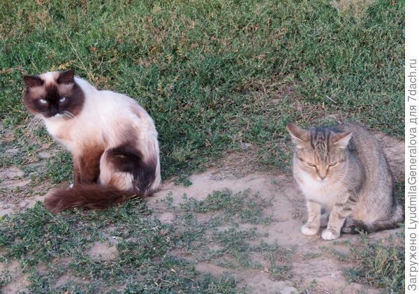 Чем-то провинилась видать подруга.