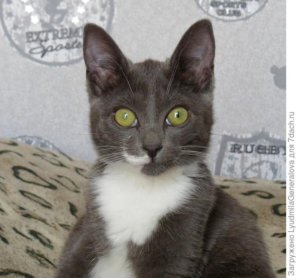 Невозмутимый взгляд. Как будто никто и не совал свой нос в сумку!