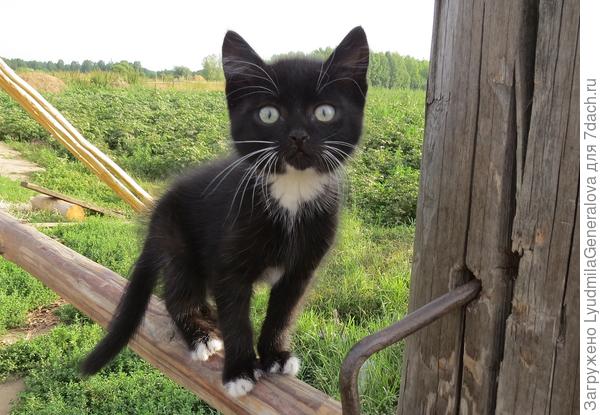 Смотрит точно в объектив. Любопытно малышу.