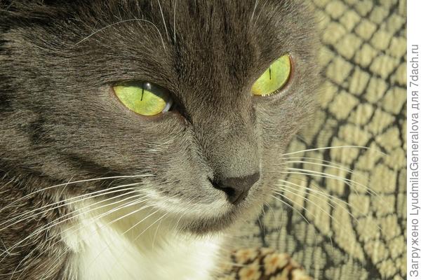 Очень яркое солнце и от зрачков остались только чёрточки.