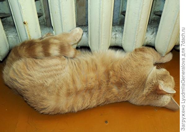 Бася любит спать у батареи.