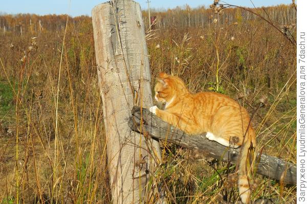 Кого он там поймал - загадка. Но что не мышь - это точно.